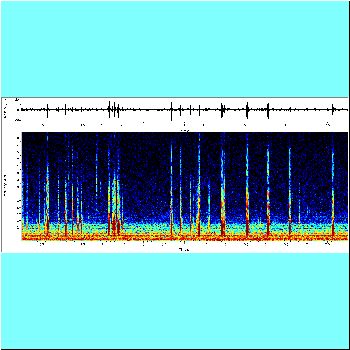 Ossancora punctata_spectrogram.png